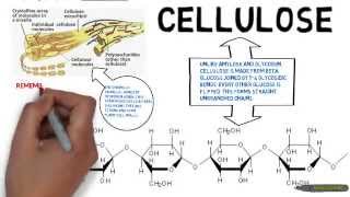 Carbohydrates Branching and Bonds in Amylose Starch and Cellulose [upl. by Theadora]