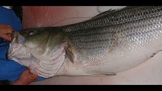 Striped Bass Fishing with Live Eels on a 3Way Rig [upl. by Patnode]