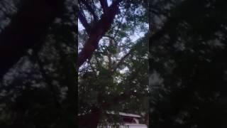 Lesser Bushbaby jumping from tree to tree [upl. by Bumgardner]