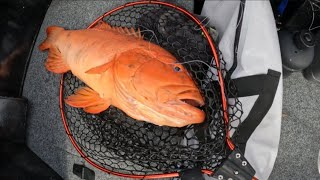 YEPPOON fishing Coral trout [upl. by Sira]