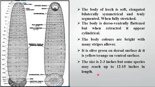 Lecture 15 External features and structure of Hirudinaria granulosa Cattle Leech [upl. by Kentiga513]