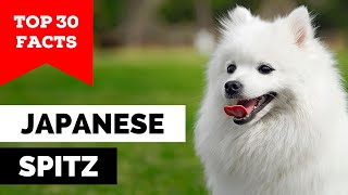 99 of Japanese Spitz Owners Dont Know This [upl. by Edac]