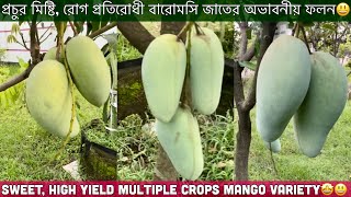 যে উচ্চ ফলনশীল বারোমাসি আমের জাত বাজার কাপাবে🤩September Harvesting Mangoes [upl. by Baptista]