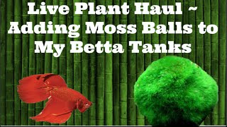 Live Plant Haul  Adding Moss Balls to My Betta Tanks [upl. by Pinette624]