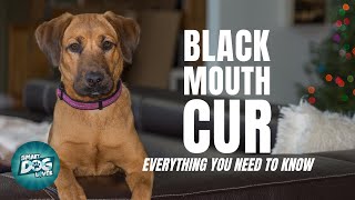 Black Mouth Cur  Guide for Cur Dog Owners [upl. by Stoffel]