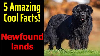 5 Fascinating Facts About Newfoundlands [upl. by Ximena841]