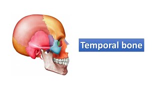 Temporal bone Prof Ashfaqur Rahman [upl. by Leahcimnhoj]