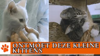 Hoe adopteer je kittens van DOA  DierenpraatTV [upl. by Etnecniv599]