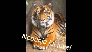 NEBUNIA LUI JUVEL [upl. by Bull]