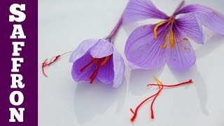 Harvest Saffron Flowers amp Make Saffron Spice Simple But So Tiny [upl. by Qirat]