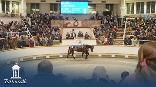 Tattersalls December Mares Sale 2023 Day 3 and Sale Review [upl. by Leinoto]