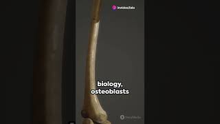 Osteoblasts👍 subscribe 😘shorts education knowledge health facts [upl. by Nowad957]