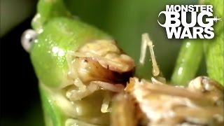 Destructive Katydid Vs Tent Spider  MONSTER BUG WARS [upl. by Esorylime536]