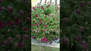 Chrysanthemums mum flowering plant in bloom in planter of outdoor park plastic bench [upl. by Bille]