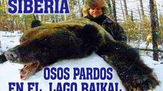 Oso Pardo Siberiano en la cueva en el Lago Baikal [upl. by Dominik]