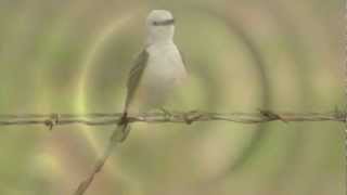 Scissortailed Flycatcher calling and shaking feathers [upl. by Daile]