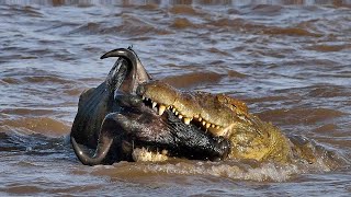 Crocodile hunting a Wildebeest during Maasai Mara Migration [upl. by Luann]