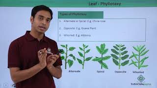 Class 11th – Leaf – Phyllotaxy  Morphology of Flowering Plants  Tutorials Point [upl. by Ungley]