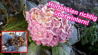 Hortensien überwintern im Garten Hortensie im Winter im freien Beet amp Topf schützen – Überwinterung [upl. by Ardelis]