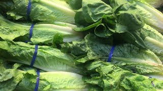 At least 64 infected in E coli outbreak tied to romaine lettuce [upl. by Mchale]