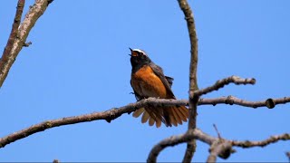 Common Redstart Singing [upl. by Cirilo]