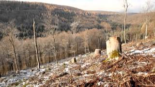 Kahlschlag im Wald für die Energiewende  REPORT MAINZ  DAS ERSTE  SWR [upl. by Ashby]