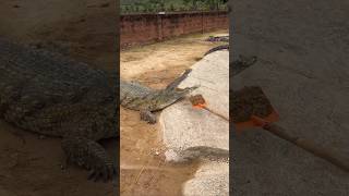 Why Is This Guy Feeding Mud To The Crocodile [upl. by Baird]