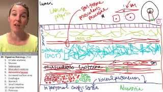 Digestive histology 5 Adventitia serosa [upl. by Eserehc]