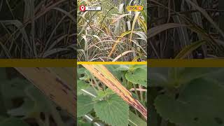 Cancer In Sugarcane गन्ने का रेड रॉट कैंसर जानें कैसे करें बचाव और उपचार local18shorts [upl. by Nahgiem]