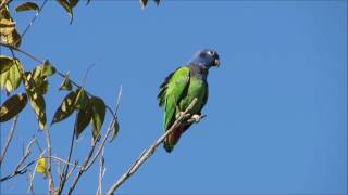 Blueheaded parrot Pionus menstruus Maitacadecabeçaazul Schwarzohrpapagei Pione à tête bleue [upl. by Lipson619]