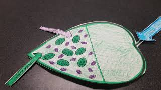 Photosynthesis Leaf Model [upl. by Fons]