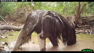 Giant Anteater Scratches An Itch volume up [upl. by Rosenkrantz]