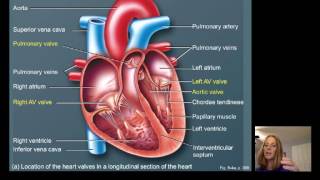 Lecture16 Cardiac Physiology [upl. by Lahcim]