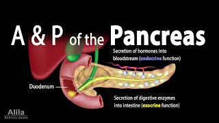 Anatomy and Physiology of the Pancreas Animation [upl. by Clark]