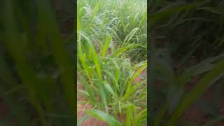 Brachiaria at 7 week After Planting agriculture farming [upl. by Zurn]