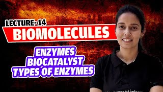 14Enzymes Biocatalyst Types of Enzymes Mechanism of ActionApoenzymeBiomoleculesNEETClass 11 [upl. by Rainah]