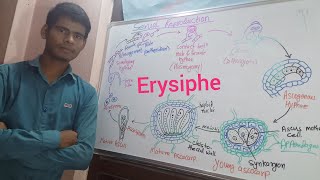 Erysiphe  Life Cycle of Erysiphe Erysiphe in Hindi With Omkar Kumar [upl. by Atiuqam]