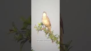 Striated Grassbird Call subscribe birds wildlife cambodia nature shortsfeed shorts short [upl. by Akeemahs]