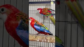 Rosella  03072570139 parrot birds birdsup shorts youtubeshorts [upl. by Rednaskela]