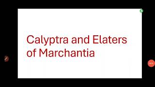 Calyptra and Elaters of Marchantiacalyptra of Marchantia in detailElaters of Marchantia [upl. by Enieledam]