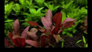 Cryptocoryne Parva  Unboxing and Planting [upl. by Lipcombe804]