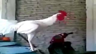 Very Funny  Laughing Chicken HD [upl. by Gerius]