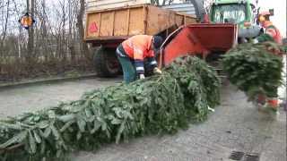 Inzameling kerstbomen in Hollands Kroon [upl. by Eiznekcam]