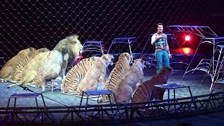 Ringling Brothers Big Cats Tigers and Lions show [upl. by Winikka]