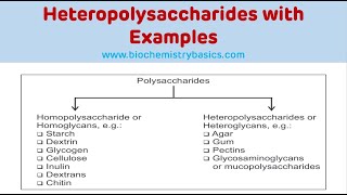 Heteropolysaccharides With Examples  Glycosaminoglycans Biochemistry [upl. by Xena]