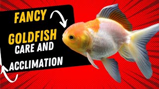 HOW TO PROPERLY ACCLIMATE AND CARE FANCY GOLDFISH [upl. by Gnil]