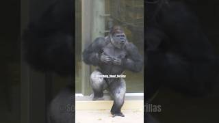 Huge Silverback Gorilla Vocalization amp Massive Chest Beating gorilla shabani [upl. by Erminie981]