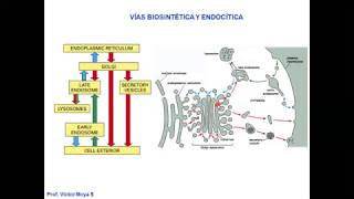 Vídeo Clase Golgi y Lisosomas parte I [upl. by Rehsu252]