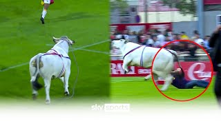 Bull ESCAPES in Rugby League warmup 😱 [upl. by Utham]