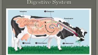 Monogastric Vs Ruminant digestion  Part 2 [upl. by Garnet908]